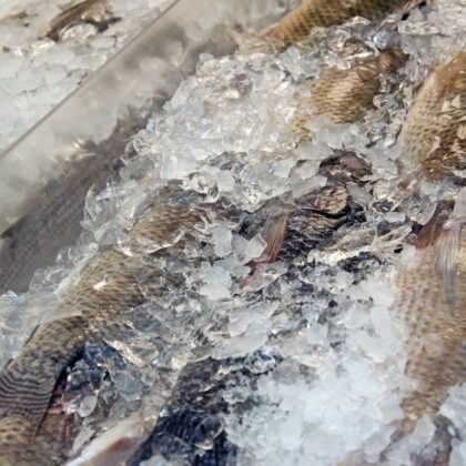 Pescados y mariscos